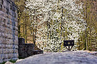 Burg Landeck